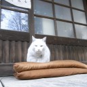 頑張る