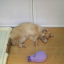 動物として