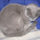 算数倶楽部　“死んだ動物の肉の断末魔の叫びを聞け！”　の巻