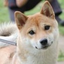 学費・・・・は・・・高過ぎる。
