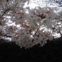 さくらさく