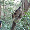 ネズミ狩り