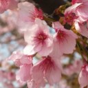 彼岸桜