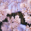 どこかのサクラ　　bloom again