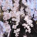 どこかのサクラ　　bloom again