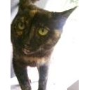 そっくりにゃん・・