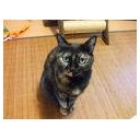 そっくりにゃん・・
