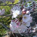 さくらさく。