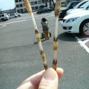 やせてきた