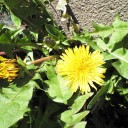 たんぽぽの花のように