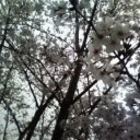 桜の城の六分咲きの下