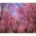 花見の時期は桜が可哀相な状態なのだ・・・