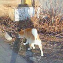 立ち読みした