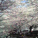 桜満開☆（更新）