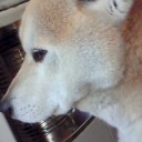 おっきな耳