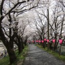 桜日和