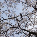 桜日和