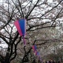 ひとりのお花見