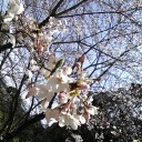 花見。