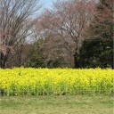 お花見