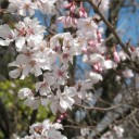 お花見