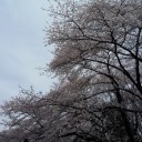 お花見