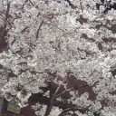 今日の桜