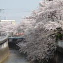 桜舞う中