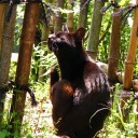 火曜〓ウイルスと猫と〓
