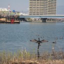 お花見日和