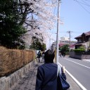 桜の花の咲く頃に