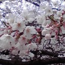 桜。