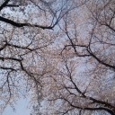 桜の木の下で