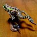 蛙を追いかけて