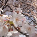 お花見
