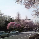 またもお花見