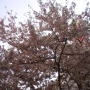 桜吹雪が目に入りそう(・_・;)