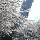 ひとりでお花見