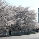 ひとりでお花見