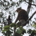 旅に出てました その３ クリアス川クルーズへ テングザルとの出会い