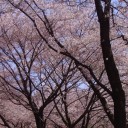 サクラサクラ