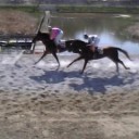 草競馬
