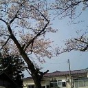 桜が一気に咲き出した