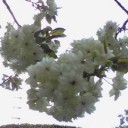 緑の桜