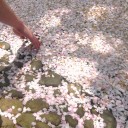 春