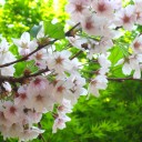 モンゴルでも“さくら”（сакура）