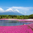 咲いた、咲いた