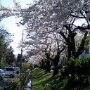通勤途中にある桜
