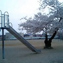 通勤途中にある桜