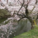 桜を見に行ったんですが